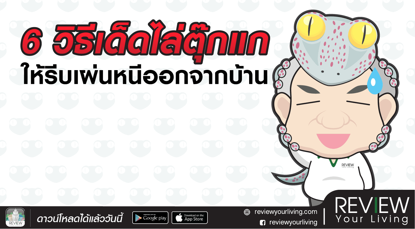 6 วิธีเด็ดไล่ตุ๊กแก ให้รีบเผ่นหนีออกจากบ้าน