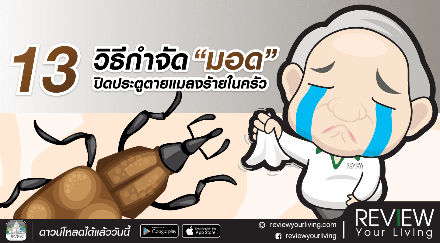 13 วิธีกำจัดมอด ปิดประตูตายแมลงร้ายในครัว!