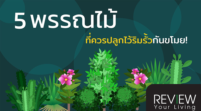 5 พรรณไม้ที่ควรปลูกไว้ริมรั้ว สวยงาม กันขโมย!5 พรรณไม้ที่ควรปลูกไว้ริมรั้ว