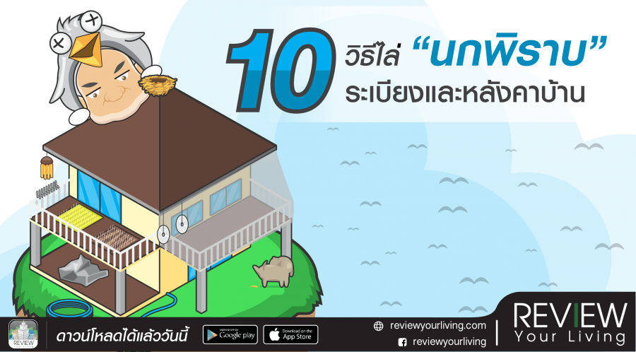 10 วิธีไล่นกพิราบระเบียงและหลังคาบ้าน วิธีง่าย ๆ ที่ได้ผลจริง