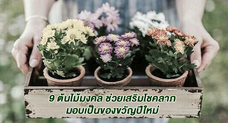 9 ต้นไม้มงคล ช่วยเสริมโชคลาภ มอบเป็นของขวัญปีใหม่