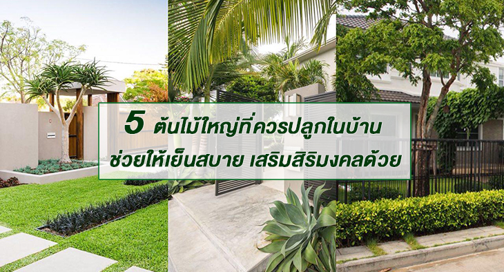 5 ต้นไม้ใหญ่ เสริมสิริมงคล ช่วยให้เย็นสบายที่ควรปลูกไว้ในบ้าน