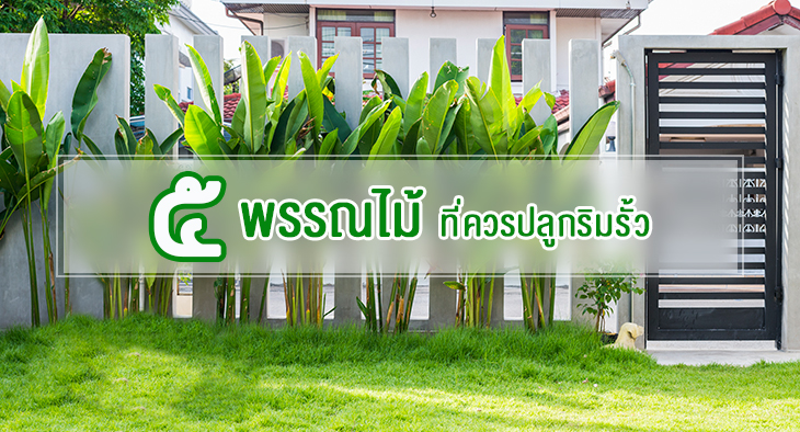 5 ต้นไม้ริมรั้วบ้าน สวยงาม แถมปลูกไว้กันขโมย!