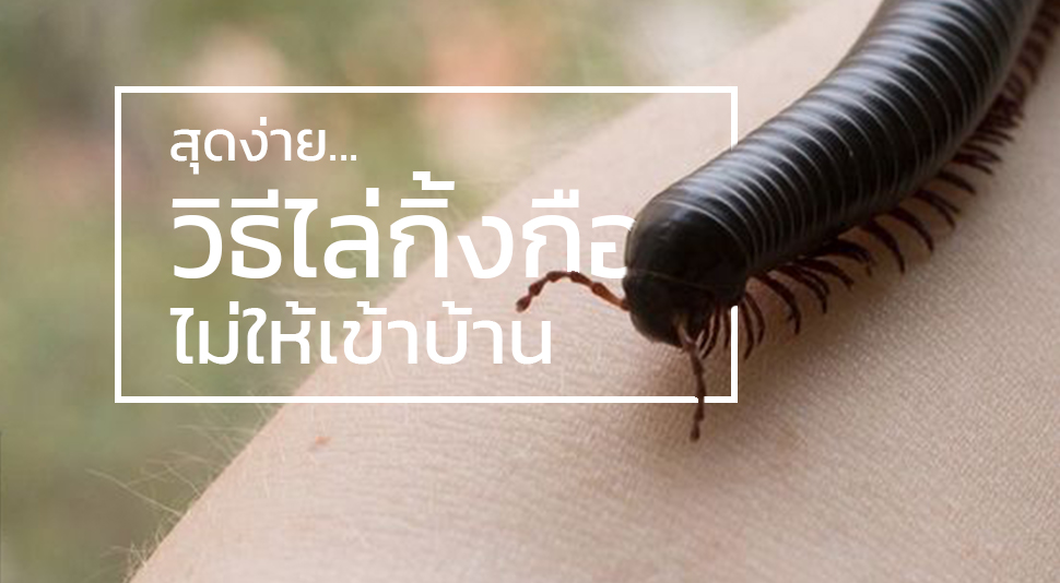 สุดง่าย...วิธีไล่กิ้งกือไม่ให้เข้าบ้าน