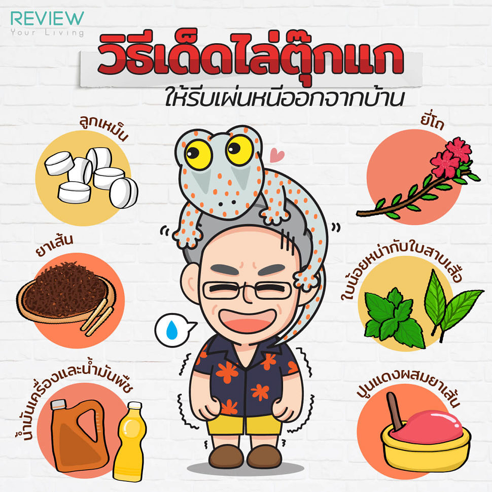 วิธีเด็ดไล่ตุ๊กแก ให้รีบเผ่นหนีออกจากบ้าน Infographic