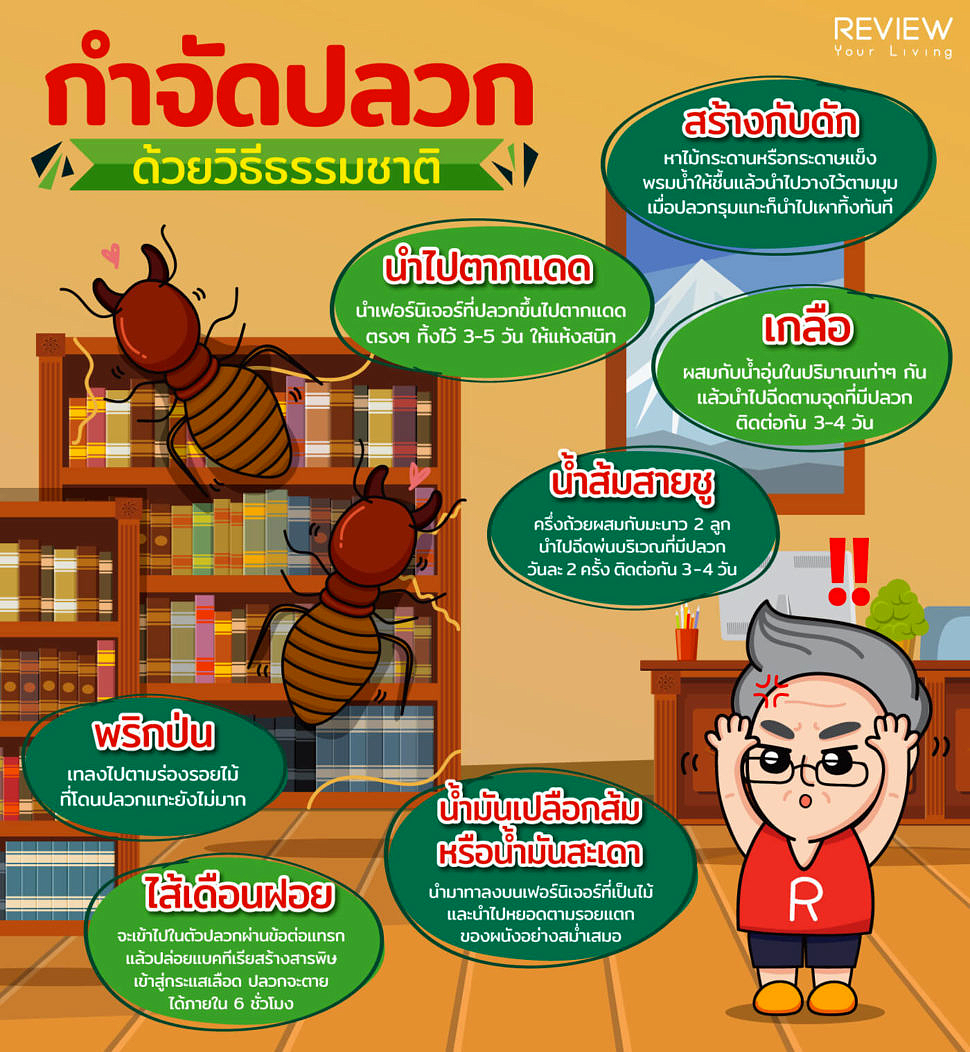 Infographic กำจัดปลวก ด้วยวิธีธรรมชาติ 1