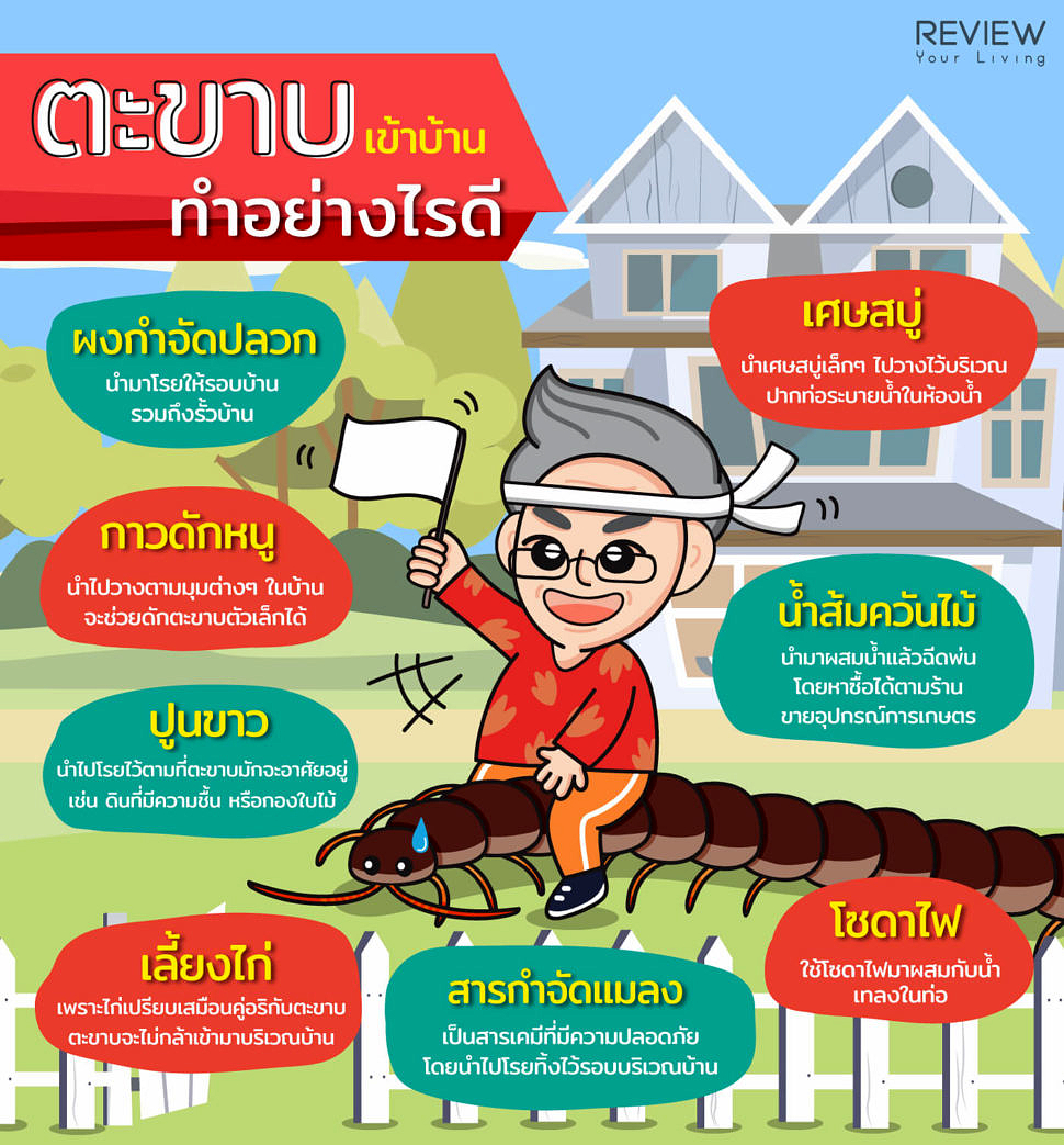 Infographic มันมากับหน้าฝน ตะขาบเข้าบ้านทำอย่างไรดี 1