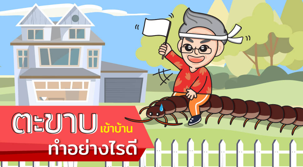 Infographic มันมากับหน้าฝน ตะขาบเข้าบ้านทำอย่างไรดี 2