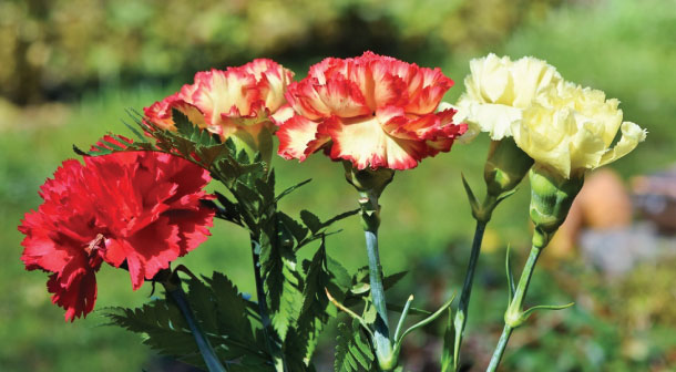 Carnations